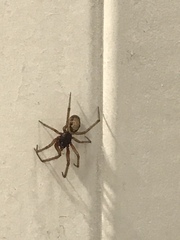 AIBU to ask if you know what spider this is? ***warning-spider photo***