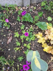 Can anyone tell me what this plant is please?