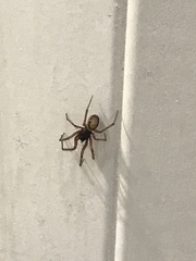 AIBU to ask if you know what spider this is? ***warning-spider photo***