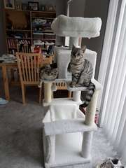 Cat Trees and Kitten