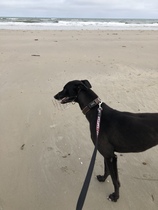 Fostering an ex racing greyhound tomorrow! - any tips please.