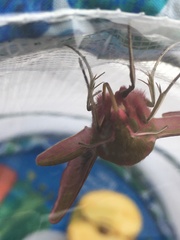 Do you like moths?