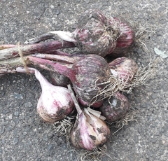Allotment/Veg Patch Thread 15 - will winter ever end?
