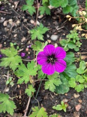 Can anyone tell me what this plant is please?
