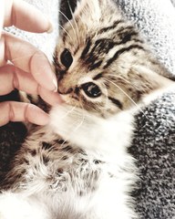 First time kitten owner & I am shocked!