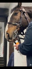 London Protest Police Horse which Bolted