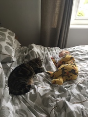 Why do people keep telling me to get rid of the cat?
