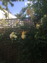 why won't my climbing rose flower?