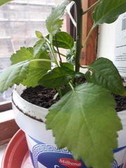 What's this growing in my chilli plant?