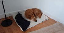 Adopting an old boy - am I crazy?