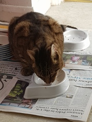 Thug Cat part 2. What, has this thing appeared again tonight?