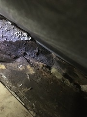 Rot in the attic?