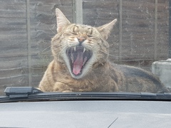 Thug Cat part 2. What, has this thing appeared again tonight?