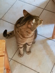 Thug Cat part 2. What, has this thing appeared again tonight?