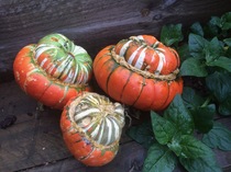 Allotment/Veg Patch Thread 15 - will winter ever end?