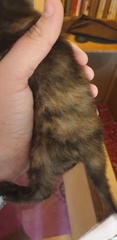 Kittens!!!! (With pictures!)