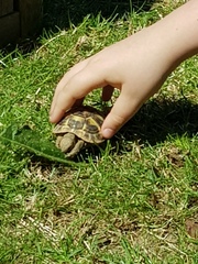Tortoise