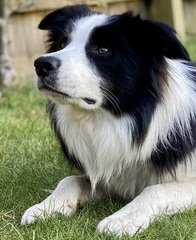 Collie owners, talk to me about your dog?