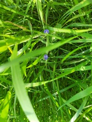 Growing a meadow