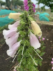 Allotment newbies - help with small black bugs please