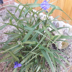 A pretty blue flower for deep shade