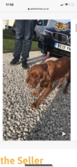 £5000 for a 2 year old cockerpoo!