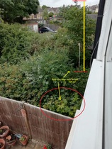 Want to remove neighbour's tree without being rude