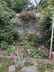 Allotment/Veg Patch Thread 15 - will winter ever end?