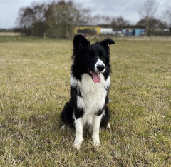 Collie owners, talk to me about your dog?