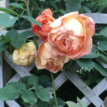 Rose ID help