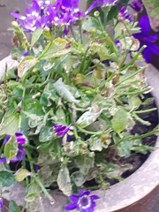 Potted plants with unsightly stalks on top