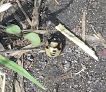 Can anyone identify these insects?