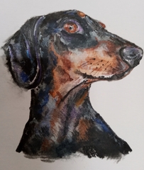 Dachshund