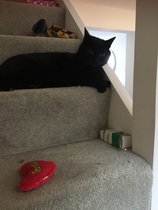 New cat, new name?