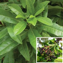 Could anyone help identify this spice plant please?