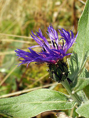 'Centurion' plant