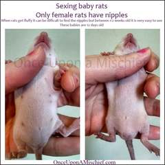 Can you keep a baby rat?