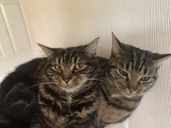 Captain V and Paws, rulers of the world