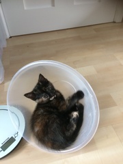 To cheer you up on this miserable wet day