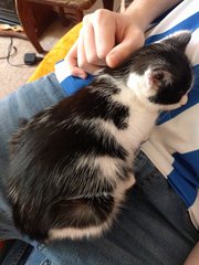 Is Ziggy a silly name for a girl kitten