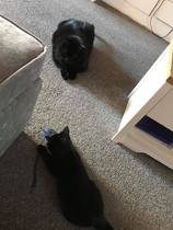 We got a new kitten!