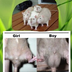 Can you keep a baby rat?