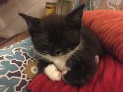 8 week old new kittens - handle them or not?