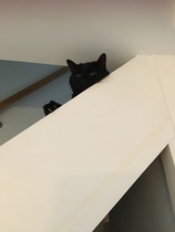 New cat, new name?