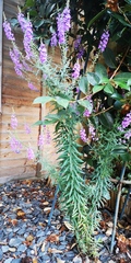 ID this please