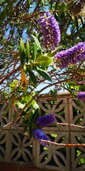 Name of tree