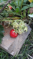 Allotment/Veg Patch Thread 15 - will winter ever end?
