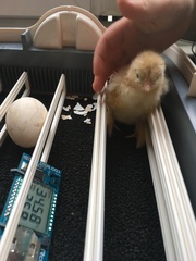 Bootcamp Ordinaire - Week 2