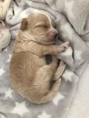 Puppy survival thread! June 2020