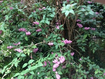 Shrub ID please